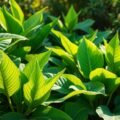 Großblättrige Gartenpflanzen im Außenbereich