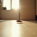 Schädlinge im Haus: Was wirklich dagegen hilft