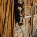 Pferdestall im Garten: Was beim Bau zu beachten ist